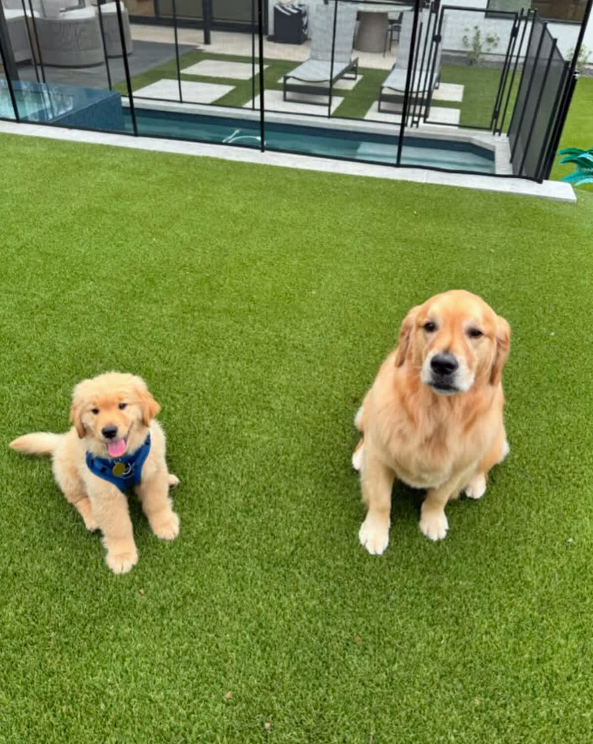 Pet Turf & Dog Runs installation in the Portland, OR area